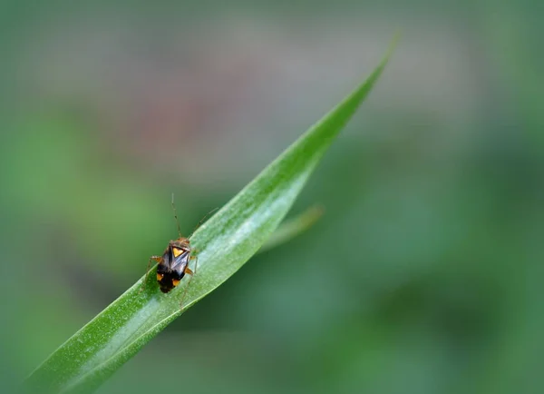 Insecto Jardim Com Coração Amarelo Nas Costas Close — Fotografia de Stock