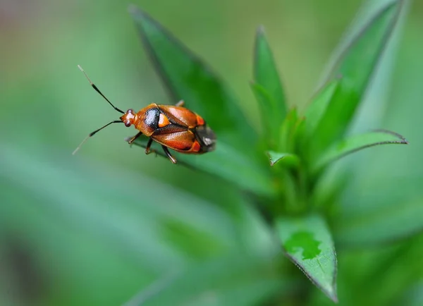 Een Tuinwants Met Een Oranje Hart Zijn Rug Zit Een — Stockfoto