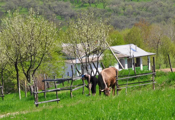 Spring troubles. A woman and a cow. A village house in the mountains. Young green grass.