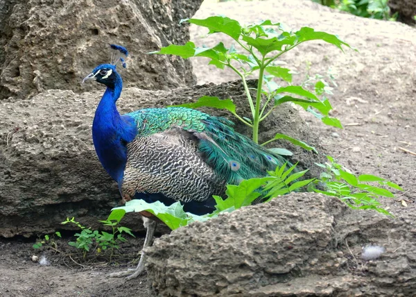 Pavão Azul Entre Pedras Plantas Pássaro Lindo Close — Fotografia de Stock