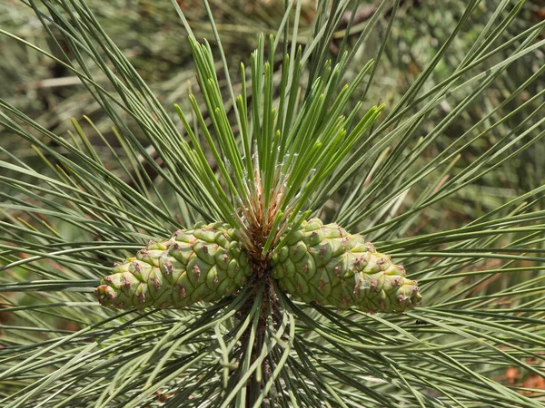 Yeşil çam kozalakları yaklaşıyor. Genç bir bitki. Dikenli her zaman yeşil ağaç.