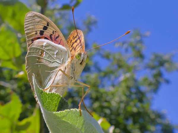 Uma Borboleta Close Contra Cenário Vegetação Céu Azul Close — Fotografia de Stock