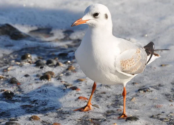 A seagull stands on the shore in sea foam. Close-up.