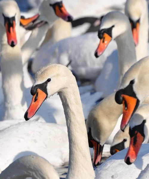 Bir Sürü Kuğu Zarif Hayvanların Toplu Portresi Kış Kuşları — Stok fotoğraf