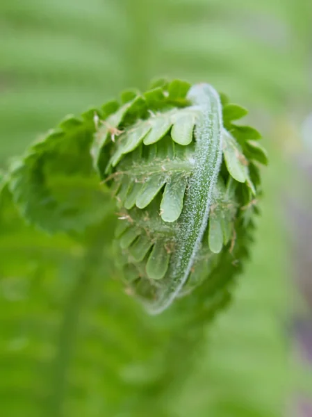 Young Fern Blooms Spring Plant Close Spiral Leaves — Stock Photo, Image