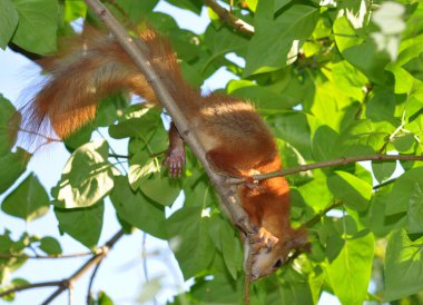 Sincap yazın leylağın yeşil dallarına inatla tırmanıyor ve tutunuyor..