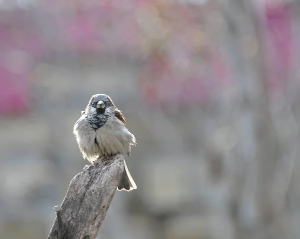 Sparrow Sits Old Wooden Beam Basking Sun Vigilantly Peering Distance — Stock Photo, Image