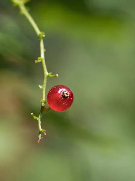 Rote Johannisbeeren Auf Einem Zweig Reife Ernte Nahaufnahme Grüner Hintergrund — Stockfoto