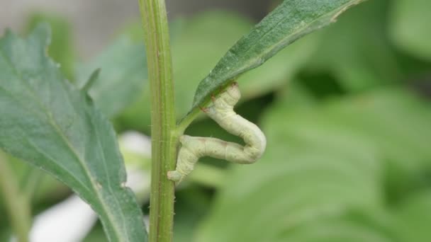 Il bruco lepidottero è arcuato sul gambo verde della pianta. Ispettore. — Video Stock