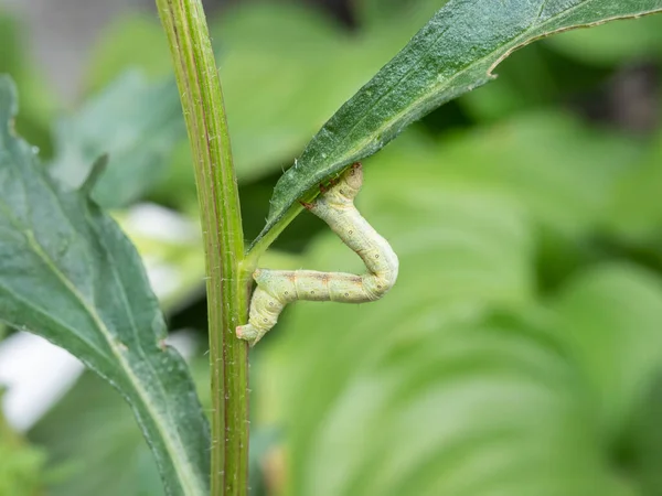 Гусеница мотылька выгнулась дугой на зеленом листе. Крупный план. — стоковое фото