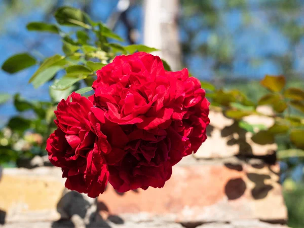 Trandafir înfloritor. Florile roşii se închid. Grădinărit . — Fotografie, imagine de stoc