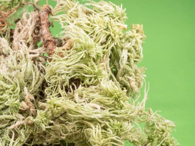 Sphagnum yosunu. Yeşil arka planda yakın plan. Turba yosunu.