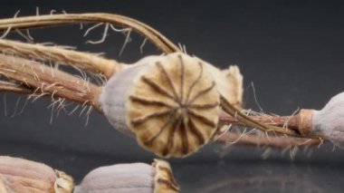 Haşhaş kafalı kuru saplar. Makro. Koyu arkaplan.