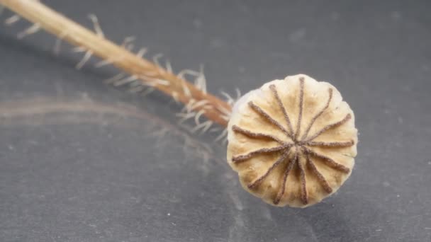 Poppy huvud närbild. Mörk bakgrund. Makro. Torr växt. — Stockvideo