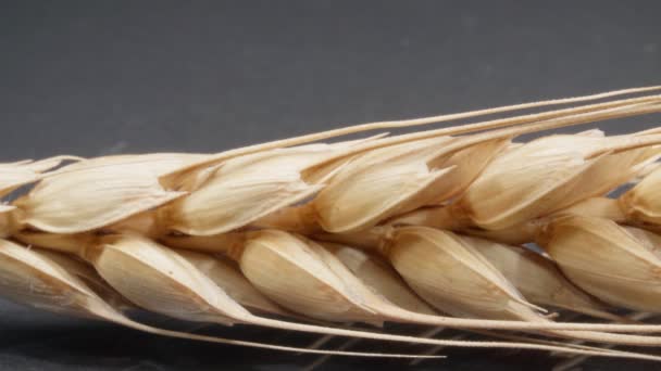 Wheat ear close-up. Macro. Grãos numa espigueta. Fundo escuro. — Vídeo de Stock