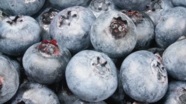 Yabanmersini yakın plan. Olgun meyveler. Makro video.