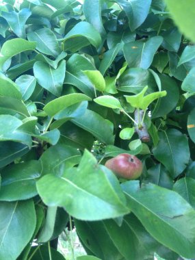 armut yeşili yaprak dalı 