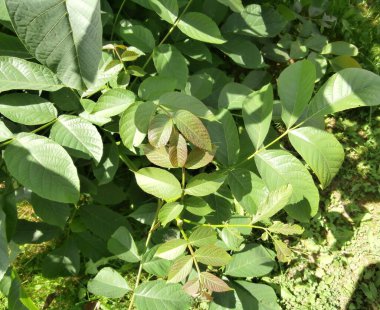 yeşil ağaç ceviz doğası