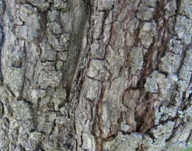 Gri ağaç kabuğu