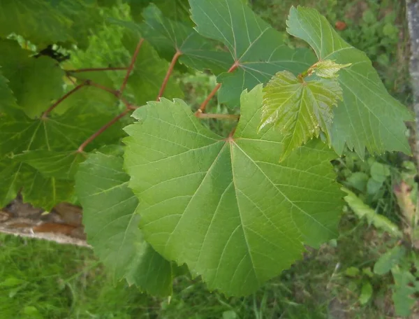 Üzüm bağları yeşil yapraklar doğanın dalı