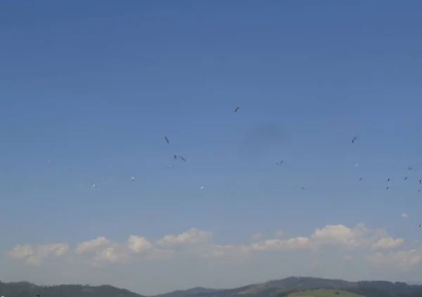 Kuşlar mavi gökyüzü doğa tepesini bulutlandırır