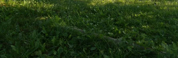 yeşil çimen gri taş