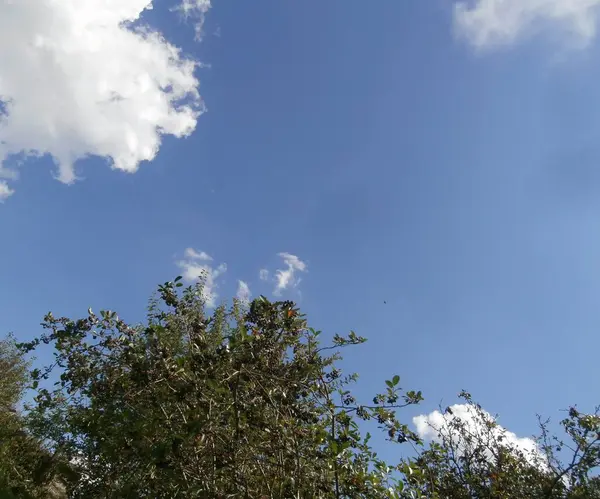 Голубое Небо Белые Облака Ветка — стоковое фото