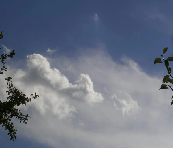 Ветвь Листьев Голубого Неба — стоковое фото