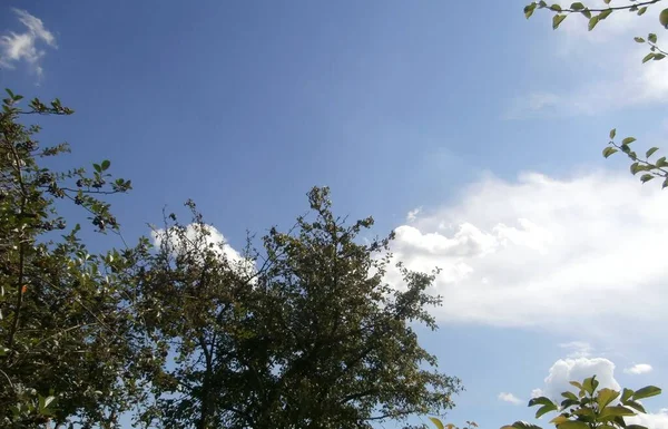 mavi gökyüzü beyaz bulutlar dalları 