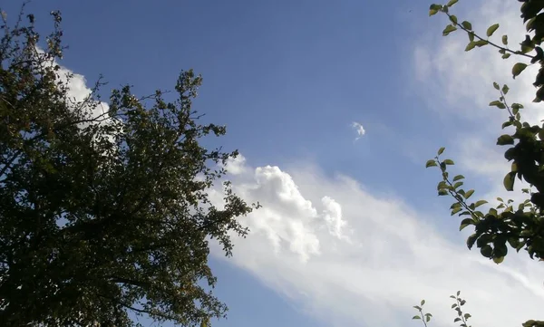 Branch Sky Clouds Nature — стоковое фото