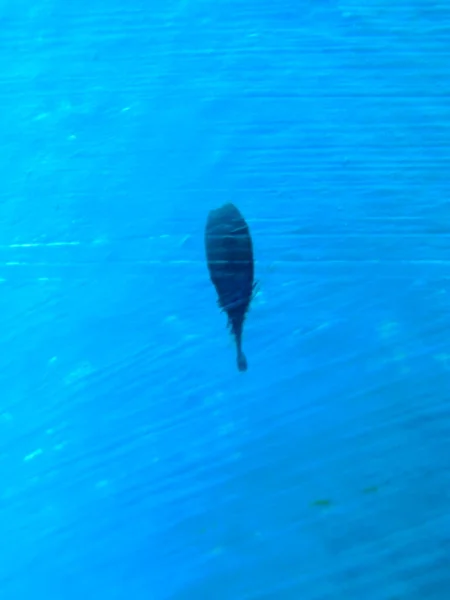 Boyalı duvar damlası