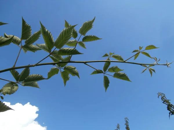 yeşil dal böğürtlen gökyüzü