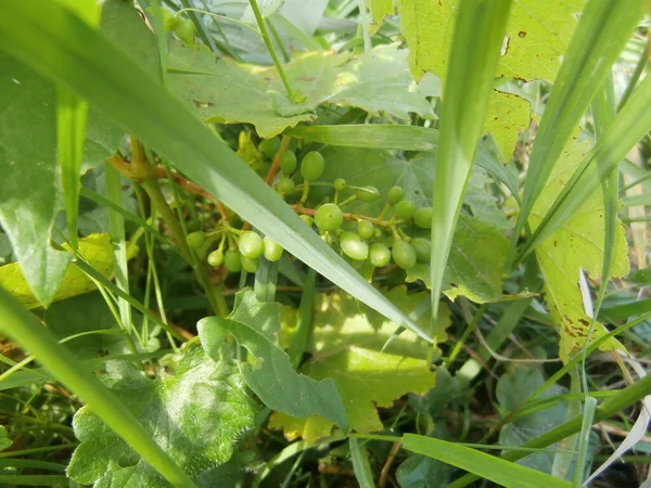 Üzüm bağları dalları doğayı terk eder