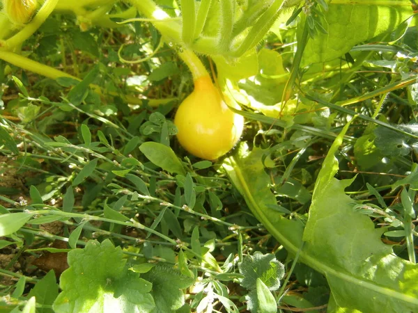 Yeşil çimenlikteki kabak