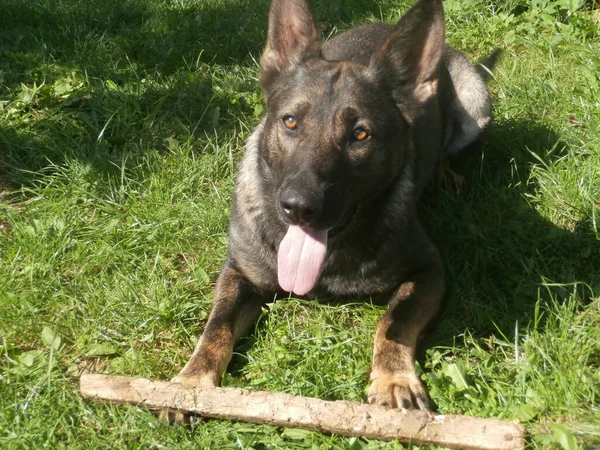 Köpeğimiz tahta kaplı.