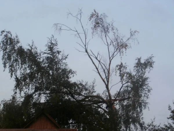 Ağaç yaprakları akşam gökyüzü 