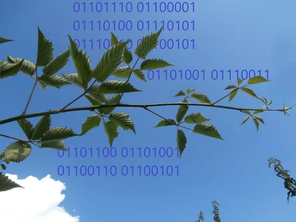 Doğa, yaşam ikili kodudur.