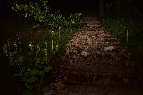 Stone stairs in the forest at night