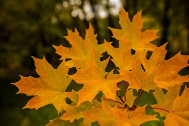 Sonbahar güzel genç bir akçaağaç. 