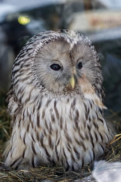 Schöne Eule Aus Dem Zoo — Stockfoto