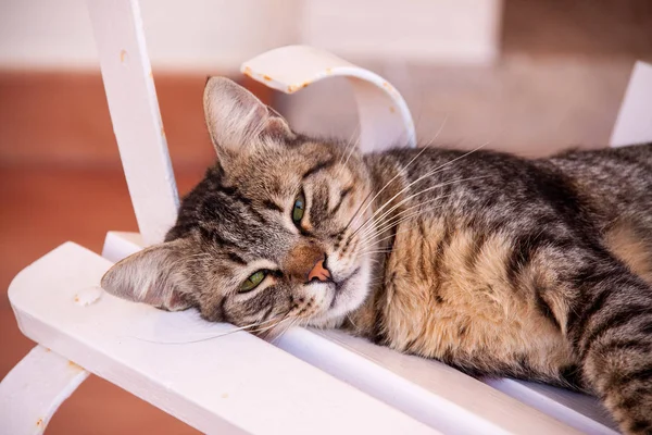 Lazy cat on a hot summer day Cat resting on a chair on a hot summer day. He feels very comfortable and free of danger