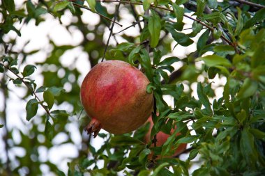 Sonbaharda, renkli nar