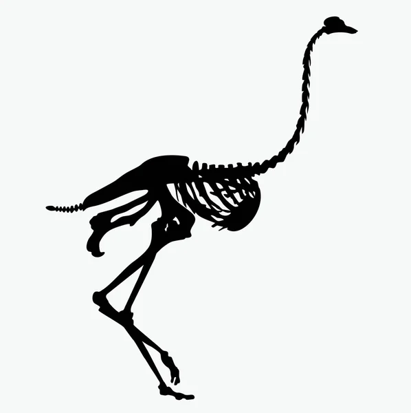 Silhueta vetorial do esqueleto de uma avestruz —  Vetores de Stock