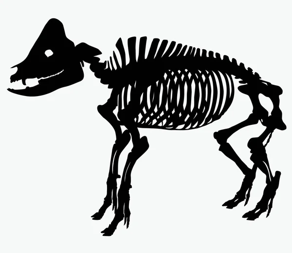 Squelette d'un vecteur porcin — Image vectorielle