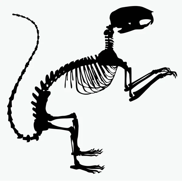 Squelette écureuil vecteur illustration — Image vectorielle