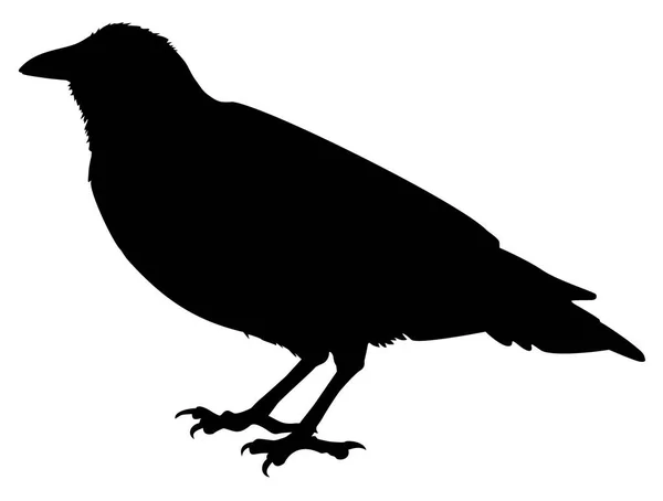 Silhouet Van Een Kraai Vogel Vector Illustratie — Stockvector