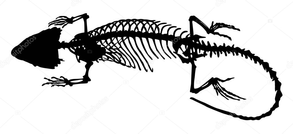 silhouette of a reptile lizard skeleton vector illustration