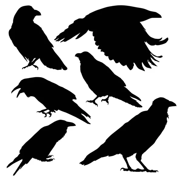 Ensemble Silhouettes Corneilles Oiseaux Dans Différentes Positions Illustration Vectorielle — Image vectorielle