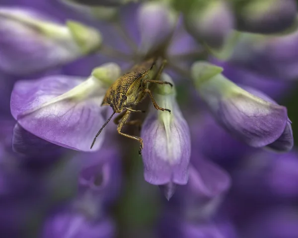 Weltweiter Schädling Braun Marmorierte Stinkwanze Halyomorpha Halys — Stockfoto