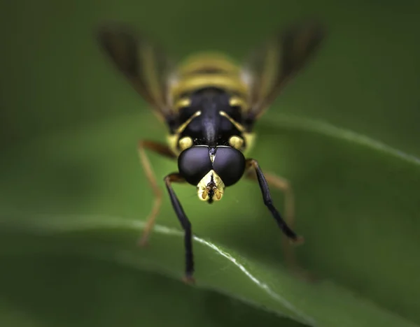 Hoverflies Syrphus Makro Zielone Tło — Zdjęcie stockowe